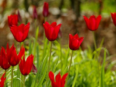 Tulipa fleur de lis 'Red_Shine' PB 7